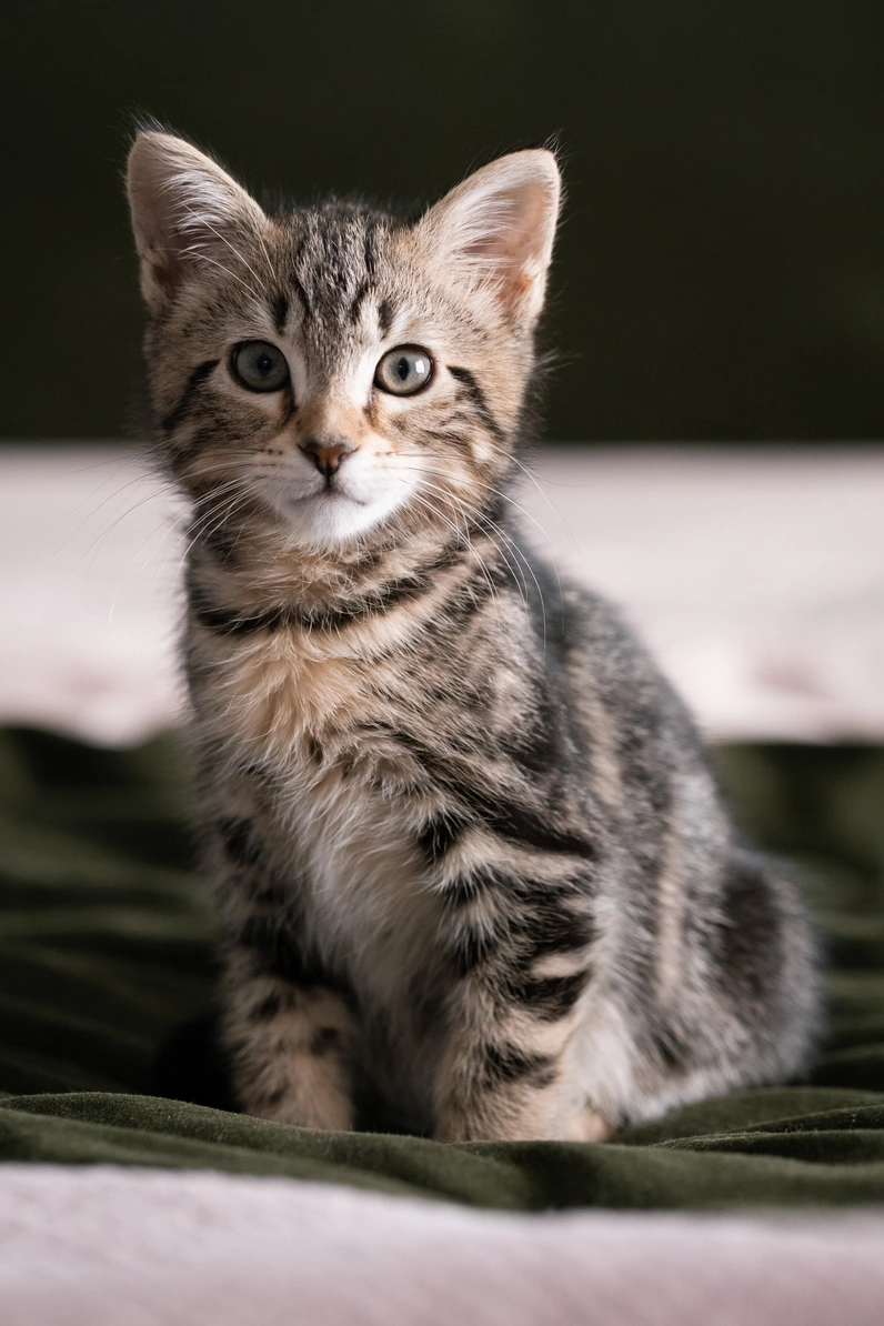 Bea York - Cat-lanthropy (Foster Cats)
